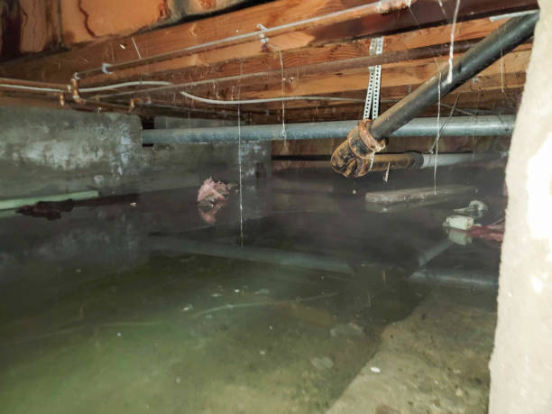 Best Water damage restoration experts  in Slocom, AL